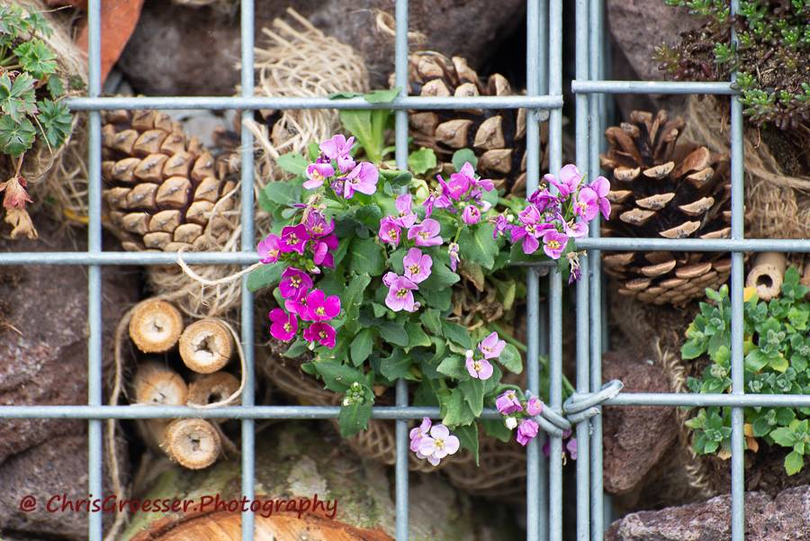Rostmuur met bloemen
